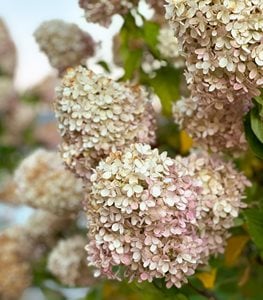 Limelight hydrangea