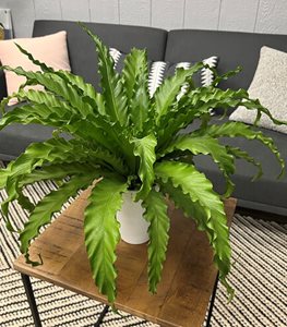 LIVING LACE VICTORIA JAPANESE BIRD'S NEST FERN