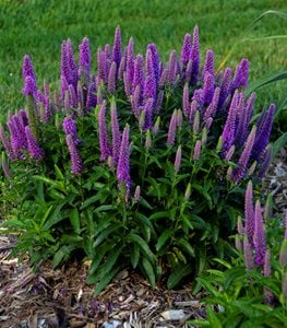 Magic Show® ‘Purple Illusion’ spike speedwell