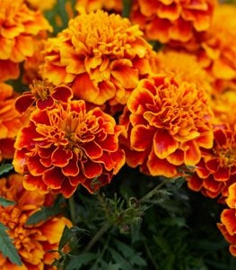 MARIGOLD