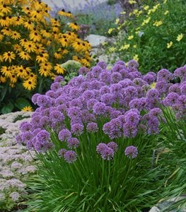 ORNAMENTAL ONION