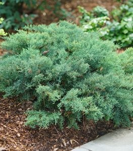 Montana Moss® juniper