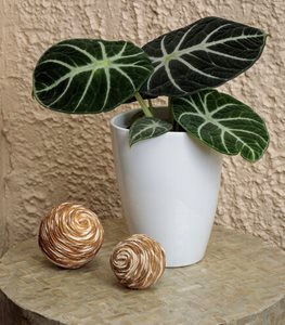 Mythic® Ninja ALOCASIA