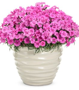 'Paint the Town Fancy' dianthus