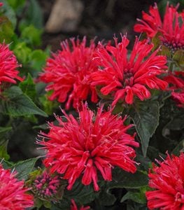 bee balm