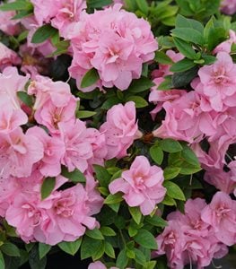 Perfecto Mundo® Double Pink azalea