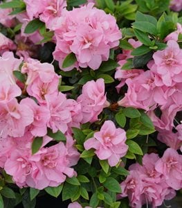 Perfecto Mundo® Double Pink azalea