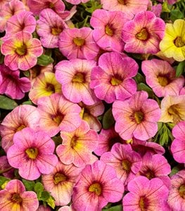 CALIBRACHOA