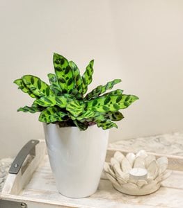 CALATHEA LANCIFOLIA