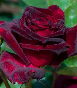 'Black Baccara' rose