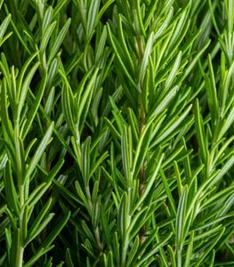 ROSEMARY