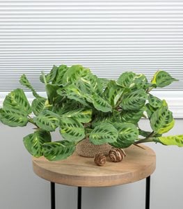 Siesta Say Grace Prayer Plant