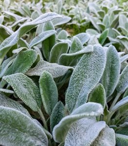 'Silver Carpet' lamb's ear