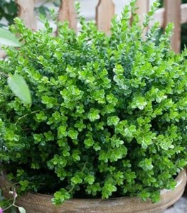 Sprinter® boxwood