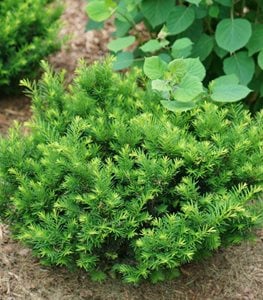 Stonehenge Dark Druid® Yew