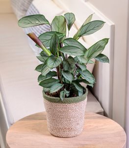 SWEET DREAMS GREY STAR NEVER NEVER PLANT