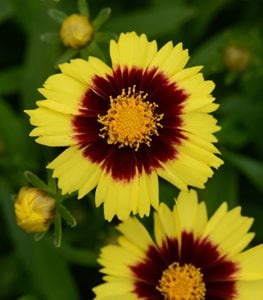 COREOPSIS