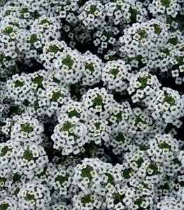 ALYSSUM