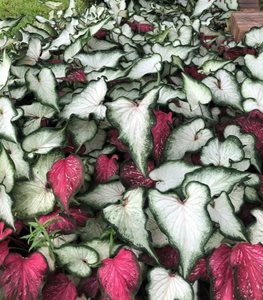 WHITE AND RED CALADIUMS