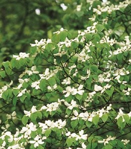 Dogwood tree blooms