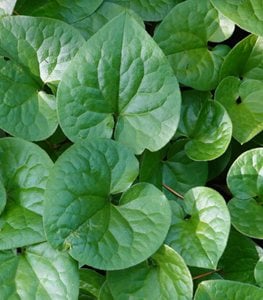 Wild ginger