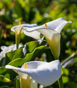 White calla lily