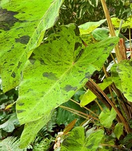 Colocasia