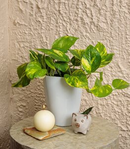 Beautifall® Hawaiian Pothos