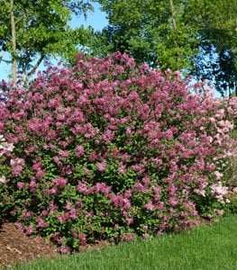 BLOOMERANG DARK PURPLE