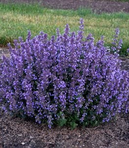 'Cat's Pajamas' catmint