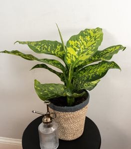 DUMB CANE PLANT