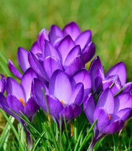 Crocus flowers
