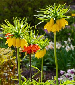 Crown Imperial fritillaria flowers