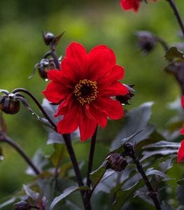 'Bishop of Llandaff' dahlia