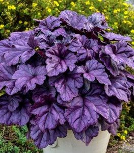 Dolce 'Wildberry' heuchera