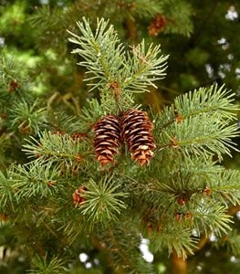 DOUGLAS FIR TREE