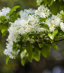 FRINGE TREE