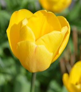 YELLOW TULIP