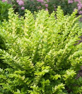 GOLDEN TICKET PRIVET