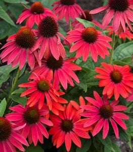 CONEFLOWER