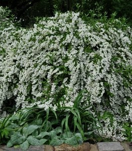 'MINNESOTA SNOWFLAKE' MOCK ORANGE
