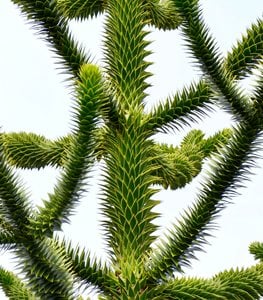 MONKEY PUZZLE TREE