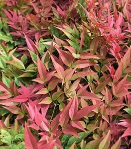 Heavenly bamboo, Nandina domestica