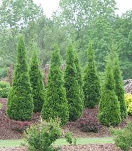 NORTH POLE ARBORVITAE