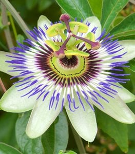 PASSIONFLOWER