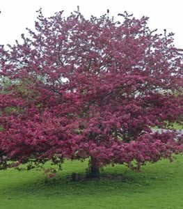 'Profusion' crabapple tree