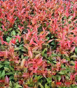 RED TIP PHOTINIA