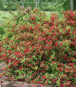 SONIC BLOOM RED WEIGELA