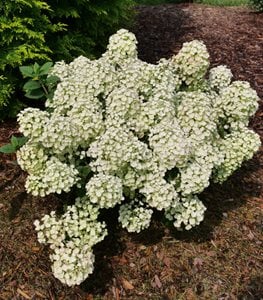 Tiny Quick Fire® Panicle Hydrangea
