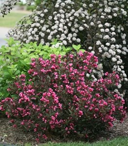 WINE &amp; ROSES® WEIGELA 